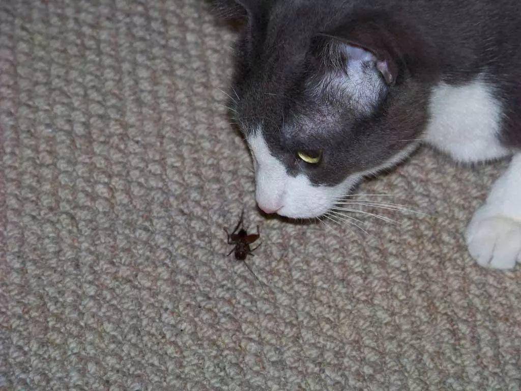 猫能吃虫子吗？