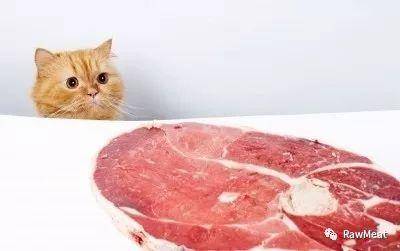 ”你家猫肯定吃肉吃的，吃猫粮就好了“