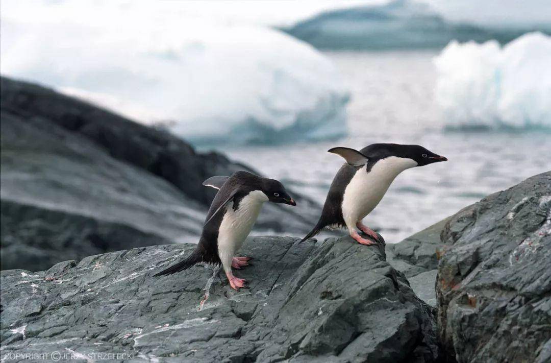 南极玩家指南——入门篇