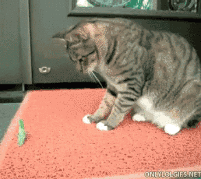 猫能吃虫子吗？