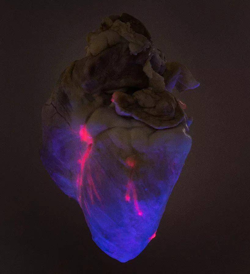 幽灵器官：用异种器官移植，转换你的心脏