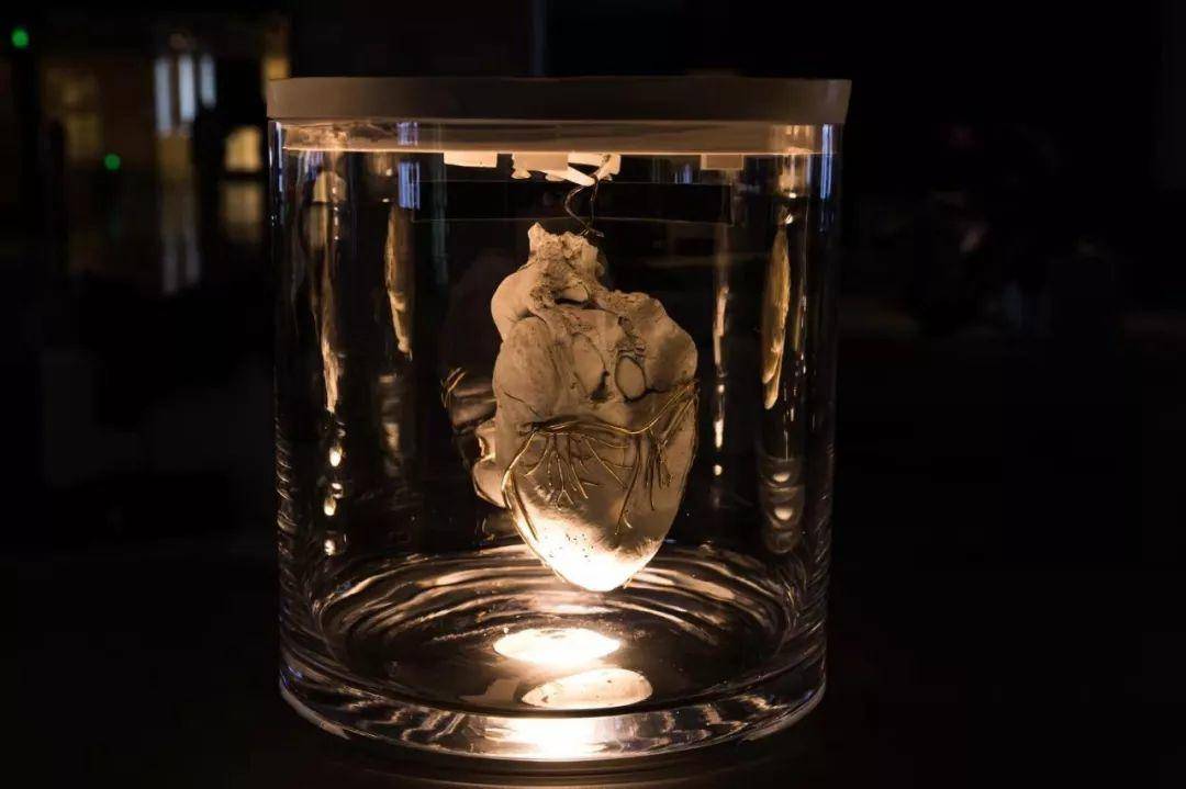 幽灵器官：用异种器官移植，转换你的心脏