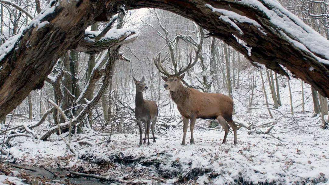 梦里的我们是鹿，在冬日的森林里漫步、相恋 —— 匈牙利电影《肉与灵》