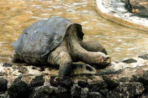 平塔岛象龟孤独的乔治：当地球上只剩下了你