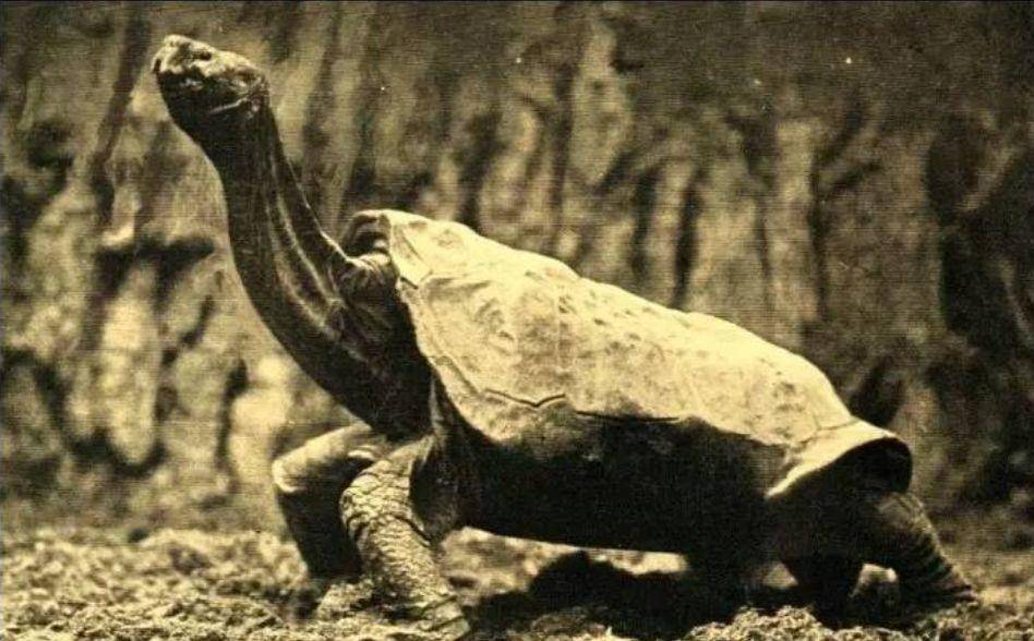 平塔岛象龟孤独的乔治：当地球上只剩下了你