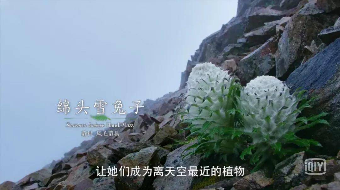 影响世界的中国植物：这些植物比我们走了更远的路